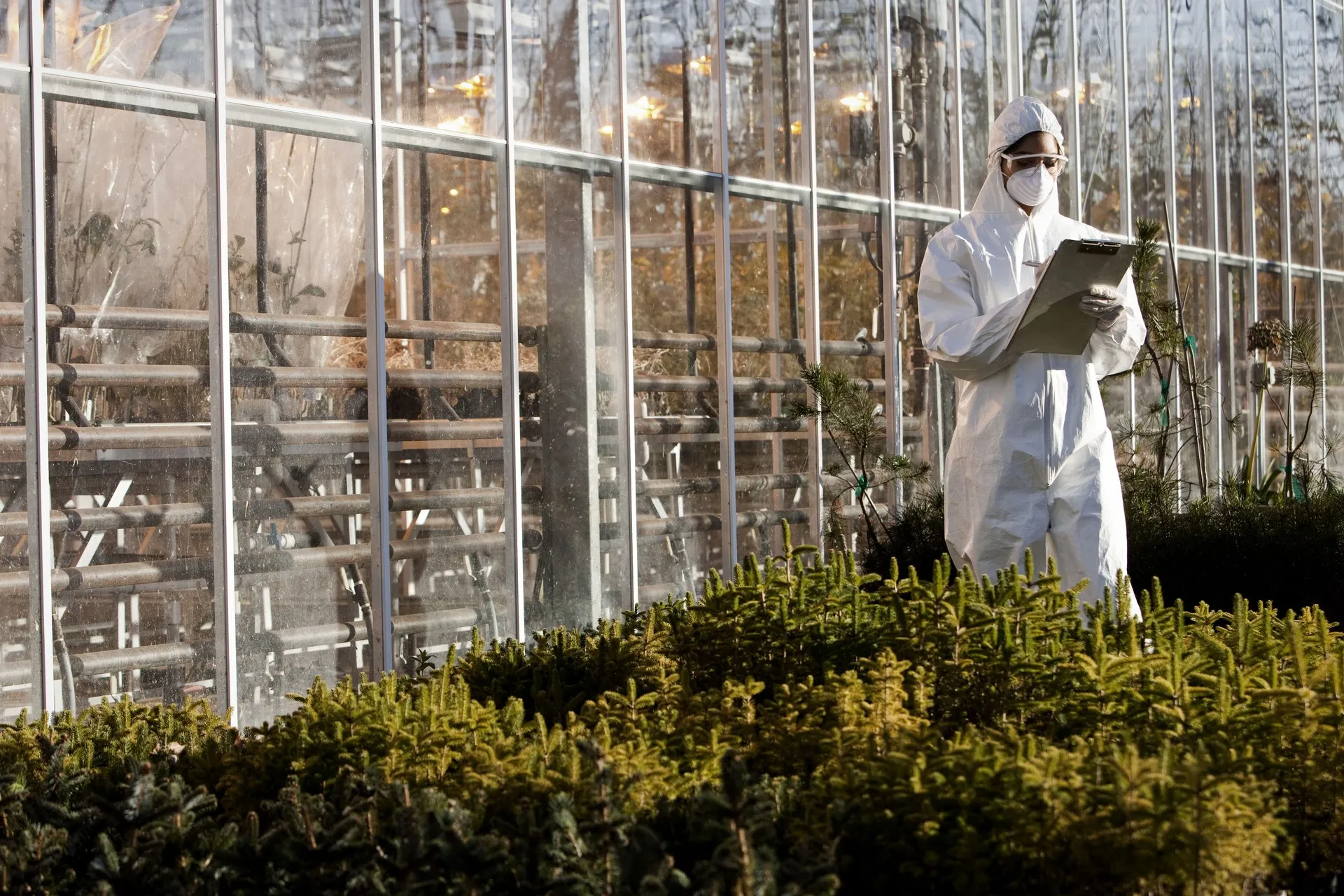 A researcher in protective coveralls records observations beside conifer seedlings in a greenhouse.